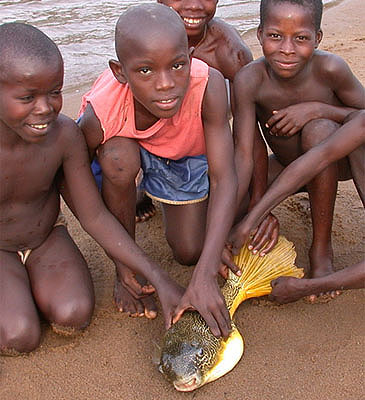 2742_John Friel_Freshwater Puffer fish_Tetraodon mbu.jpg